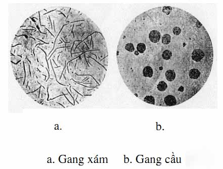 Gan cầu là gì